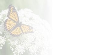 Butterfly Desktop Banner