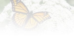 Butterfly Mobile Banner